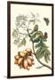 Butterfly on a Spanish Plum-Maria Sibylla Merian-Framed Art Print