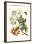 Butterfly on a Spanish Plum-Maria Sibylla Merian-Framed Art Print