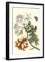 Butterfly on a Spanish Plum-Maria Sibylla Merian-Framed Art Print