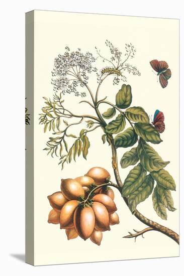 Butterfly on a Spanish Plum-Maria Sibylla Merian-Stretched Canvas