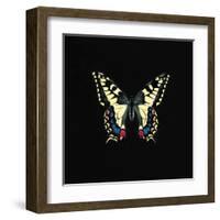 Butterfly on Black-Joanna Charlotte-Framed Art Print