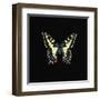 Butterfly on Black-Joanna Charlotte-Framed Art Print