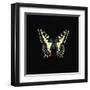 Butterfly on Black-Joanna Charlotte-Framed Art Print