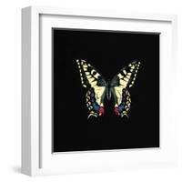 Butterfly on Black-Joanna Charlotte-Framed Art Print