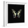 Butterfly on Black-Joanna Charlotte-Framed Art Print