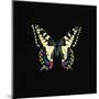 Butterfly on Black-Joanna Charlotte-Mounted Art Print