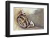 Butterfly on Egyptian Goose Feather Design-Darrell Gulin-Framed Photographic Print