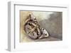 Butterfly on Egyptian Goose Feather Design-Darrell Gulin-Framed Photographic Print