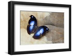 Butterfly on Egyptian Goose Feather Design-Darrell Gulin-Framed Photographic Print