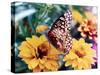 Butterfly On Flower-Audrey-Stretched Canvas