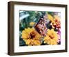 Butterfly On Flower-Audrey-Framed Giclee Print