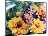 Butterfly On Flower-Audrey-Mounted Giclee Print