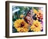 Butterfly On Flower-Audrey-Framed Giclee Print