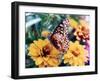 Butterfly On Flower-Audrey-Framed Giclee Print