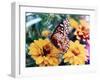 Butterfly On Flower-Audrey-Framed Giclee Print