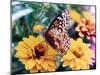 Butterfly On Flower-Audrey-Mounted Giclee Print