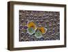 Butterfly on Grey Peacock Pheasant Feather Design-Darrell Gulin-Framed Photographic Print