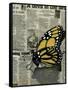 Butterfly On My Newspaper-Cherie Roe Dirksen-Framed Stretched Canvas