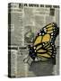 Butterfly On My Newspaper-Cherie Roe Dirksen-Stretched Canvas