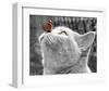 Butterfly on Nose-null-Framed Art Print