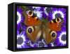 Butterfly on Purple Daisies-Darrell Gulin-Framed Stretched Canvas