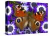 Butterfly on Purple Daisies-Darrell Gulin-Stretched Canvas