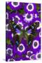 Butterfly on Purple Daisies-Darrell Gulin-Stretched Canvas