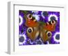 Butterfly on Purple Daisies-Darrell Gulin-Framed Photographic Print