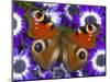 Butterfly on Purple Daisies-Darrell Gulin-Mounted Photographic Print