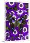 Butterfly on Purple Daisies-Darrell Gulin-Framed Photographic Print