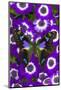 Butterfly on Purple Daisies-Darrell Gulin-Mounted Photographic Print