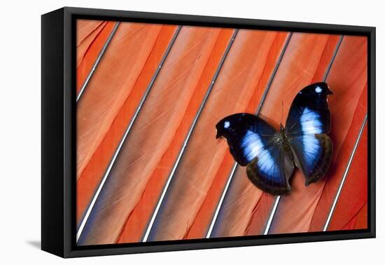 Butterfly on Scarlet Macaw Red Tail Feather Design-Darrell Gulin-Framed Stretched Canvas