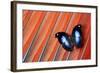 Butterfly on Scarlet Macaw Red Tail Feather Design-Darrell Gulin-Framed Photographic Print