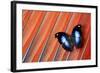 Butterfly on Scarlet Macaw Red Tail Feather Design-Darrell Gulin-Framed Photographic Print