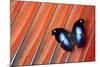 Butterfly on Scarlet Macaw Red Tail Feather Design-Darrell Gulin-Mounted Photographic Print