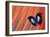 Butterfly on Scarlet Macaw Red Tail Feather Design-Darrell Gulin-Framed Photographic Print