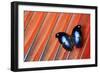 Butterfly on Scarlet Macaw Red Tail Feather Design-Darrell Gulin-Framed Photographic Print