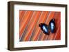 Butterfly on Scarlet Macaw Red Tail Feather Design-Darrell Gulin-Framed Photographic Print