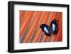 Butterfly on Scarlet Macaw Red Tail Feather Design-Darrell Gulin-Framed Photographic Print