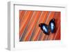 Butterfly on Scarlet Macaw Red Tail Feather Design-Darrell Gulin-Framed Photographic Print