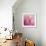 Butterfly on the Azaleas-Jai Johnson-Framed Giclee Print displayed on a wall