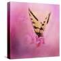 Butterfly on the Azaleas-Jai Johnson-Stretched Canvas