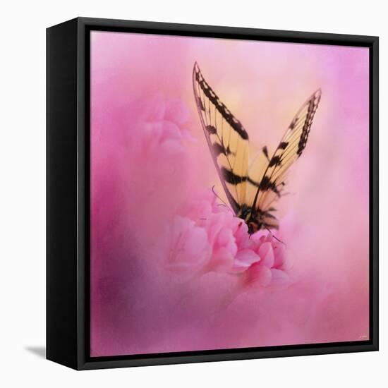 Butterfly on the Azaleas-Jai Johnson-Framed Stretched Canvas