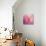 Butterfly on the Azaleas-Jai Johnson-Stretched Canvas displayed on a wall
