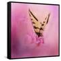 Butterfly on the Azaleas-Jai Johnson-Framed Stretched Canvas