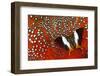 Butterfly on Tragopan Body Feather Design-Darrell Gulin-Framed Photographic Print