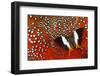 Butterfly on Tragopan Body Feather Design-Darrell Gulin-Framed Photographic Print