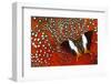 Butterfly on Tragopan Body Feather Design-Darrell Gulin-Framed Photographic Print