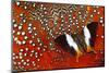 Butterfly on Tragopan Body Feather Design-Darrell Gulin-Mounted Photographic Print