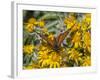 Butterfly on wildflower, El Rosario Monarch Butterfly Reserve, Mexico-Howie Garber-Framed Photographic Print